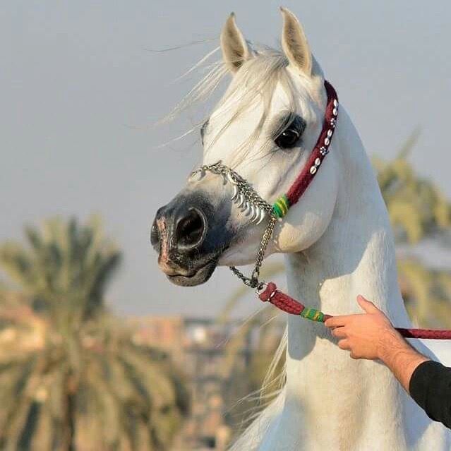 MhrhAlyami