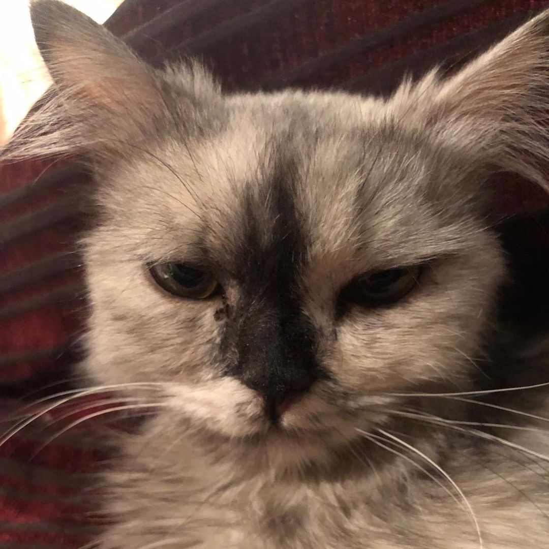 Gigi